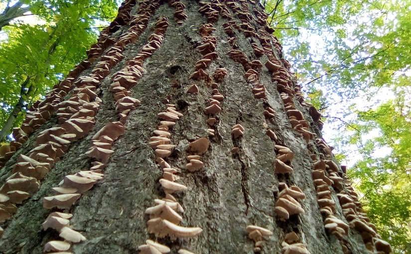 The End of Tolerance for&nbsp;Canadians?